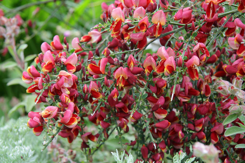 Cytisus scoparius 'Red Wings'